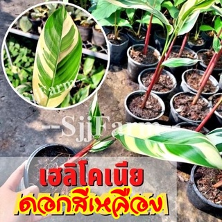 ต้นเฮลิโคเนีย (Heliconia) ต้นพันธุ์เฮลิโคเนีย ใบด่างขาว ปลูกประดับฟอกอากาศ มีประกันระหว่างขนส่ง พร้อมจัดส่ง