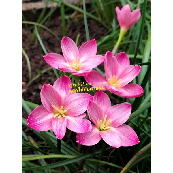 บัวดิน Z.Pt.k.Rarai  ชุดละ 10หัว 50 บ.1 หัวสามารถให้ดอกได้ 1-2 ดอกต่อครั้ง