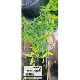 🌱 ต้นผักเม็ก  🌱3 ต้น 100 ผักพื้นบ้าน ยอดอ่อนใช้กินแกล้มลาบ ป่น น้ำพริก ใส่ซุป(อีสาน) ปลูกเป็นไม้ประดับ หรือรั้วกินได้