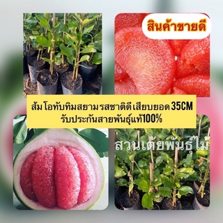 ส้มโอทับทิมสยาม รสชาติดี เสียบยอด 35cm รับประกันสายพันธุ์แท้100%