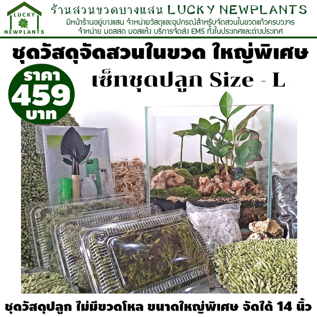 ชุดจัดสวนในขวดแก้ว ขนาดใหญ่พิเศษ จัดได้ 12-14 ตารางนิ้ว ราคา ถูกที่สุด ดีลบีเคเค รูปภาพหลัก