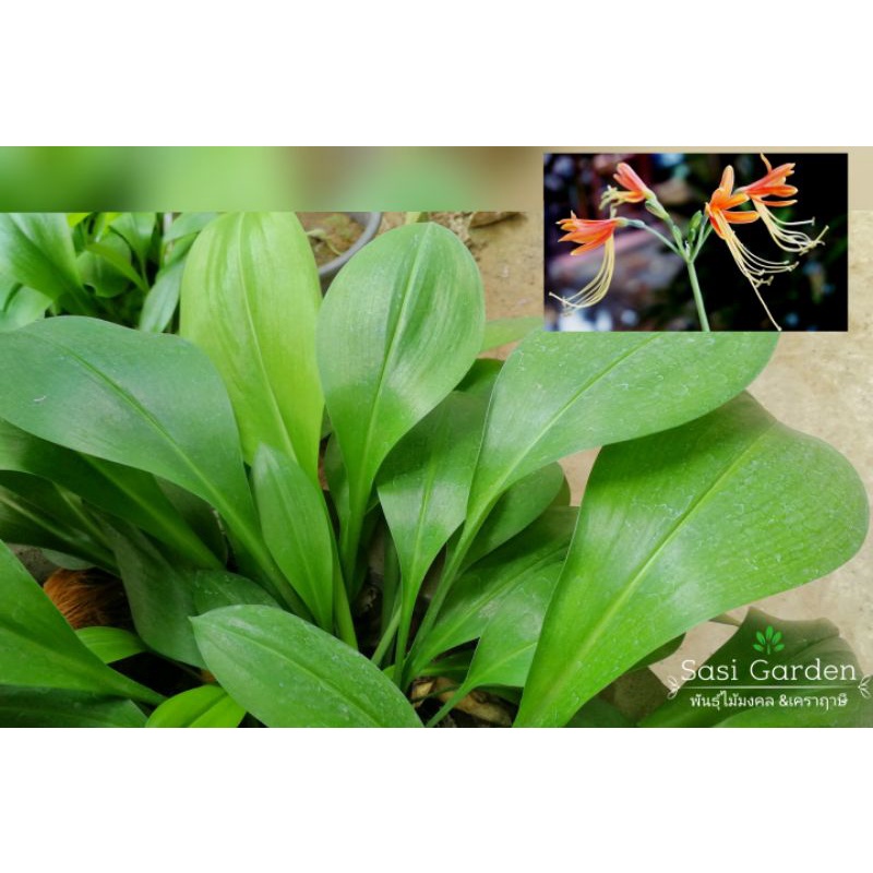 ว่านมหาลาภ🌱 ว่านมงคล ว่านไทยโบราณ ชุด 10 หัว