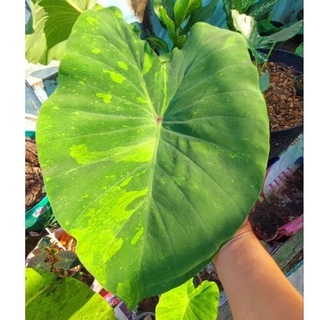 ☘️บอนมิโดริซาวร์ ☘️Colocasia Midori Sour