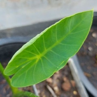 colocasia yellow widow (สายพันธุ์นำเข้า)