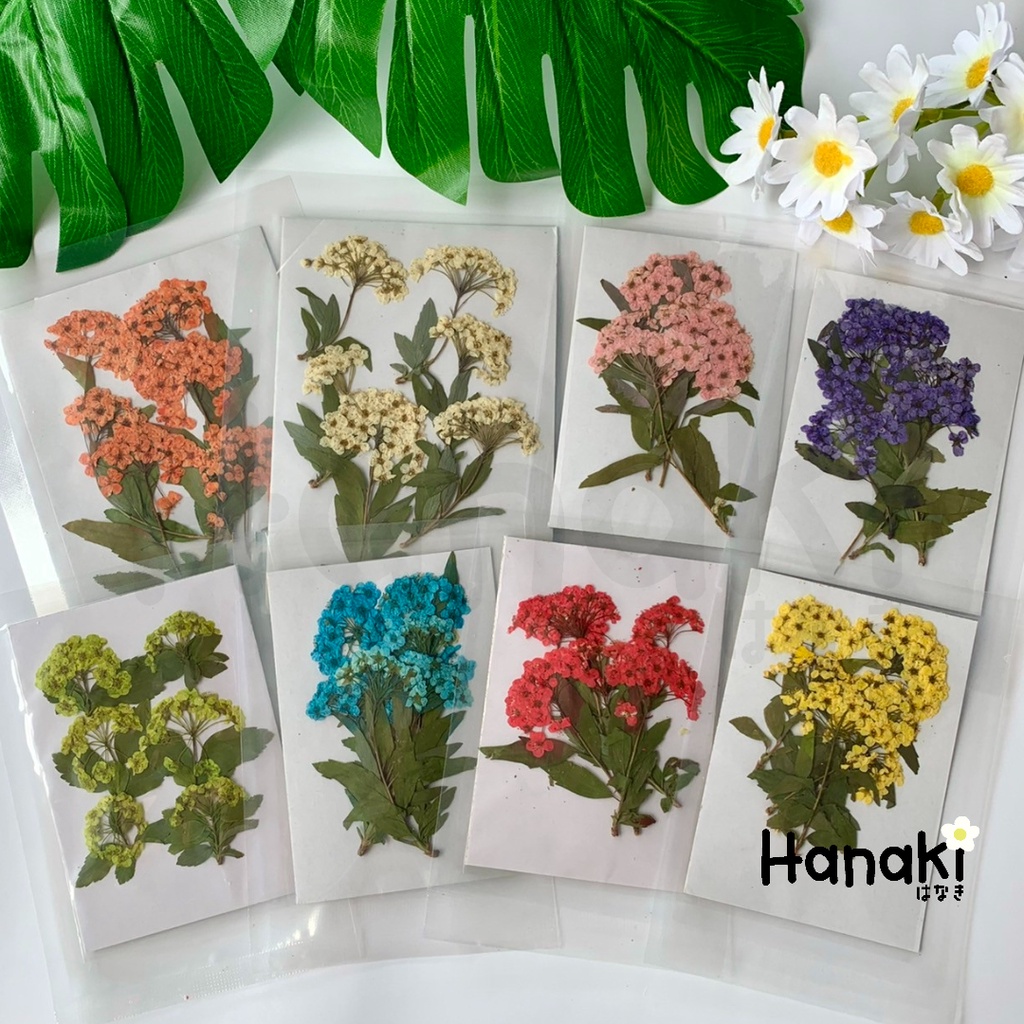 【พร้อมส่ง】ดอกพลัมช่อทับแห้ง Spiraea ดอกไม้จริงทับแห้ง ดอกไม้ทับแห้ง Pressed Flowers