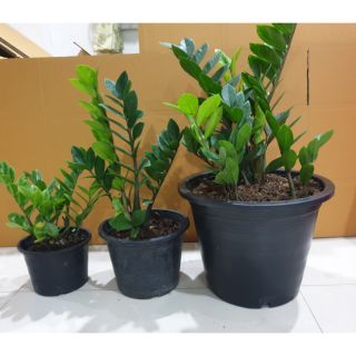 กวักมรกตใบเขียว ไม้ฟอกอากาศZamioculcas zamifolia