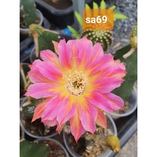 🌵โลบิเวีย LobiviaสีดอกSA69🌵