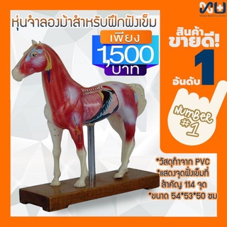 Anatomy model: NK- 602 หุ่นจำลองม้าสำหรับฝึกฝังเข็ม