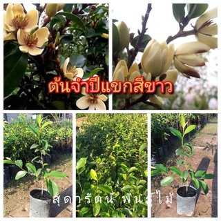 ต้นจำปีแขก(รับประกันสินค้าชำรุดเคลมฟรี)