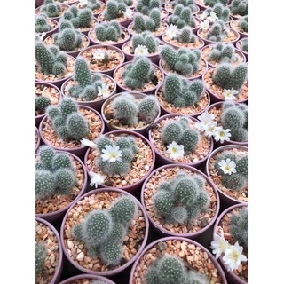 รีบูเทีย ดอกสีขาว rebutia albiflora กระบองเพชร แคคตัส