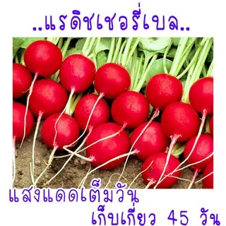 200 เมล็ด เมล็ด​พันธุ์​ แรดิชเชอร์รี่​เบล​ Radish​ เมล็ดพันธุ์แรดิช