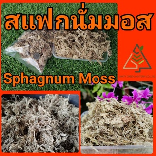 แหล่งขายและราคาสแฟกนั่ม มอส (Sphagnum Moss)อาจถูกใจคุณ