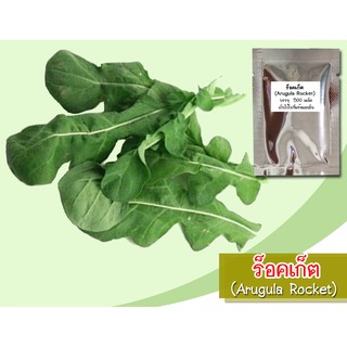 เมล็ดพันธุ์ร็อคเก็ต (Rocket Salad) 500 เมล็ด เมล็ดพันธุ์สลัดร็อคเก็ต สลัดร็อคเก็ต เมล็ดร็อคเก็ต ผักสลัด เมล็ดผักสลัด