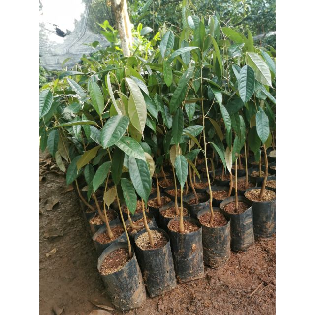 🌲ต้นตอเม็ดทุเรียนบ้านที่ยังไม่ได้เสียบยอด เพาะจากเม็ดทุเรียนบ้านทางภาคใต้ ใช้เสริมรากเสริมขา*ถุงเบอร์7 สํง45เซนขึ้นไป