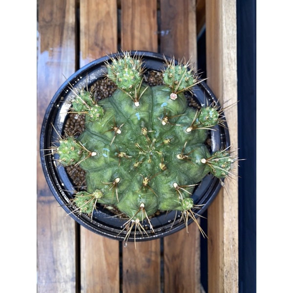 ยิมโน Cactus แคคตัส หน่อเด็ดสด 2-3 cm