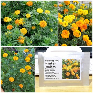 เมล็ดพันธุ์ ดาวเรืองแอฟริกา (Crackerjack Mix African Marigold Seed) บรรจุ 200 เมล็ด คุณภาพดี ของแท้ 100%