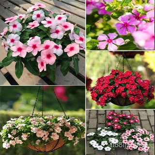 ถูก ใหม่ สายพันธุ์ปลูกง่าย ปลูกได้ทั่วไทย 20 Pcs Rare Periwinkle Flower Seeds Catharanthus Roseus Vinca Seeds for Gar 5W