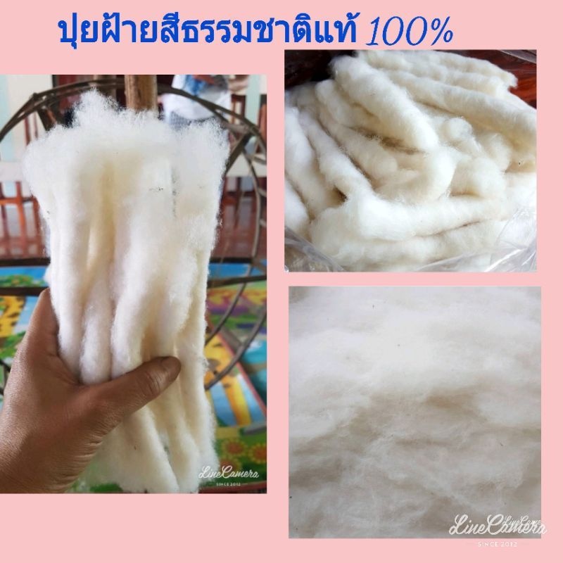 ปุยฝ้ายหรือฝ้ายที่แยกเอาเส้นใยออกจากเมล็ด