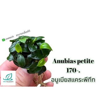 อนูเบียสแคระพีทีท Aubias petite :  ต้นไม้น้ำ ต้นไม้ปลูกในตู้ปลา