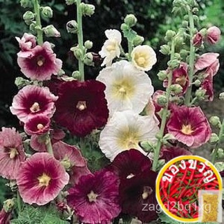 ↖重办 Hollyhock　(เมล็ด)ผสม　พิเศษ↗สร้อยข้อมือ/ดอกไม้/บ้านและสวน/กุหลาบ/เด็ก/seeds/มักกะโรนี/เสื้อ/ทานตะวัน/หมวก/ XL8O