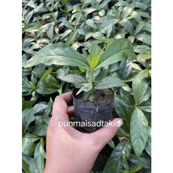 ต้นยอ ใบห่อหมกได้ ขนาด10-20cm. เสียหายเคลมฟรี
