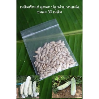 เมล็ดพันธุ์ฟัก(แฟงแก่)ชุดละ...30...เมล็ด