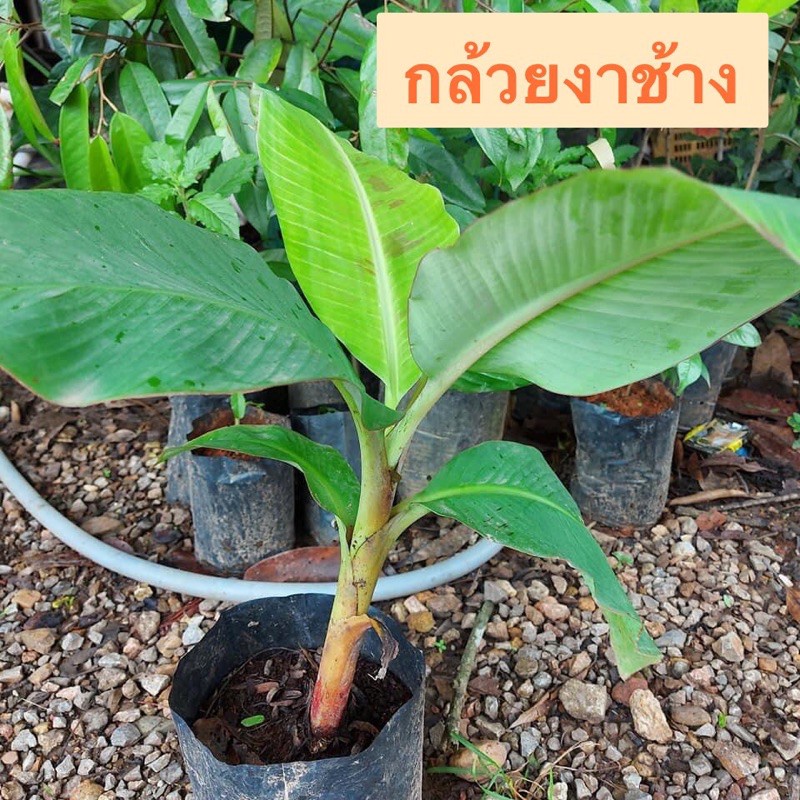 🍌ต้นหน่อกล้วยงาช้าง กล้วยลูกใหญ่ ยาว หน่อสวยพร้อมปลูกค่ะ - รูปที่ 4