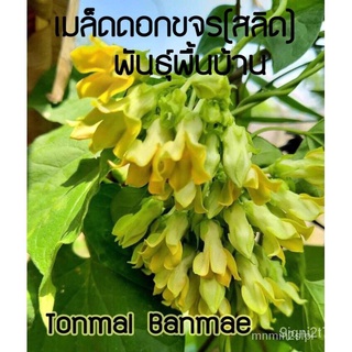 （อัตราการงอก 90%）เมล็ดอวบอ้วน100%，ไทยในสต็อกพร้อมส่งขจร สลิด เมล็ดพันธุ์พื้นบ้าน ดอกกินได้มีก/เมล็ด ผัก ปลูก สวนครัว คละ