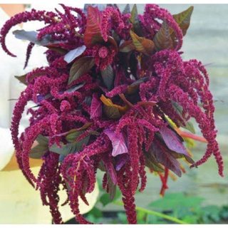 เมล็ดพันธุ์ผักโขมแดง โฮปิ เรด-ดาย Hopi Red-Dye Amaranth Seed บรรจุ 150 เมล็ด ของแท้ คุณภาพดี ราคาถูก นำเข้าจากต่างประเทศ