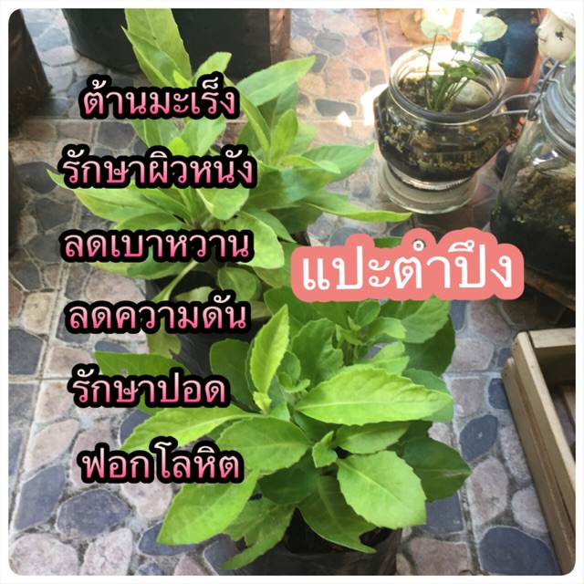 ต้นแปะตำปึง  #สมุนไพร#สุนัขแมว