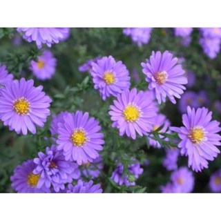 เมล็ดพันธุ์ ดอกแอสเตอร์ นิวอิงแลนด์ (New England Aster)บรรจุ 30 เมล็ด ดอกสีม่วง