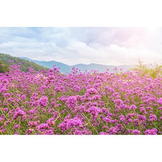 เมล็ดพันธุ์ เวอร์บีน่า (Verbena Bonariensis)บรรจุ 50 เมล็ด