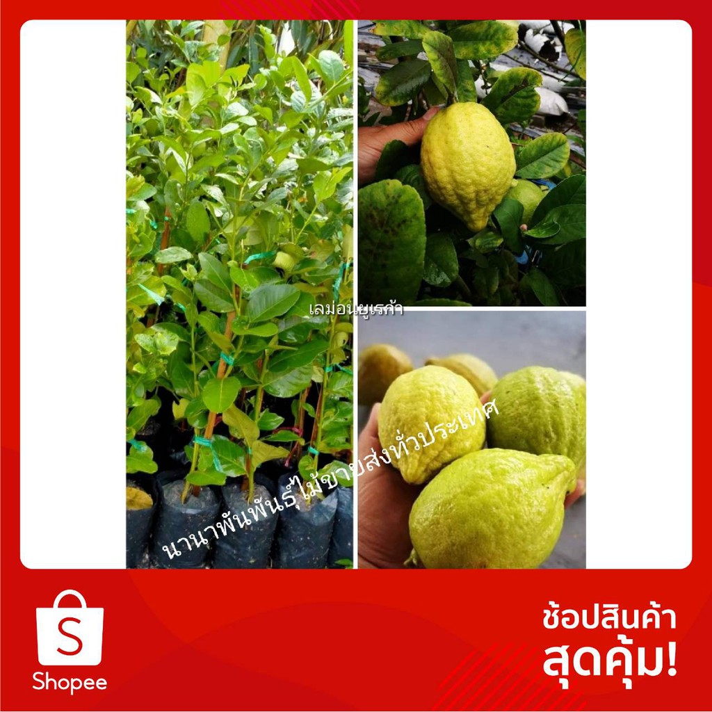 🍋🍋🍋ต้นเลม่อนยูเรก้า เปรี้ยวหอม ผลดกใหญ่