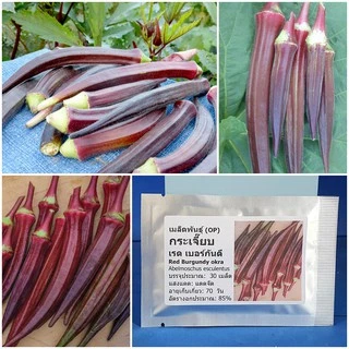 เมล็ดพันธุ์ กระเจี๊ยบ เรดเบอร์กันดี Red Burgundy Okra Seed 30 เมล็ด คุณภาพดี ของแท้ 100%