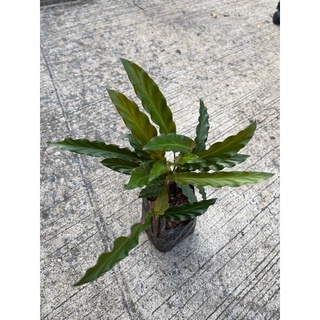 คล้าริบบิ้น Calathea rufibarba Fenzl  ต้นไม้ฟอกอากาศ