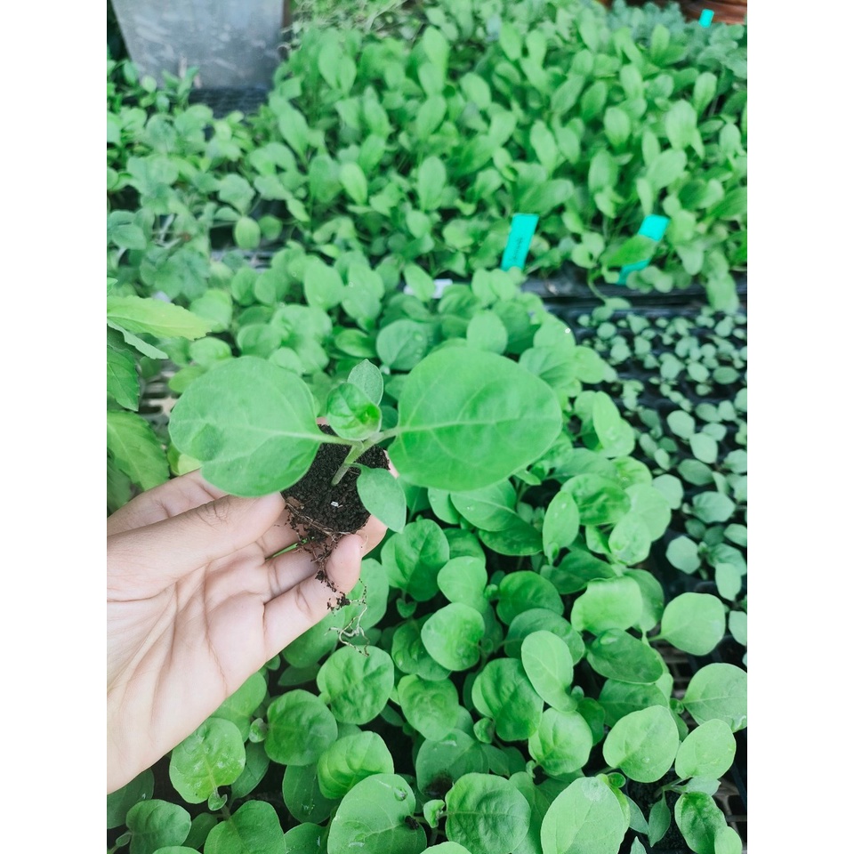 ต้นกล้ามะเขือเปราะม่วง ตอแหลม่วง สีม่วงสวยกับประโยชน์สารพัด กล้าละ 10บาท ซื้อ 10แถม2