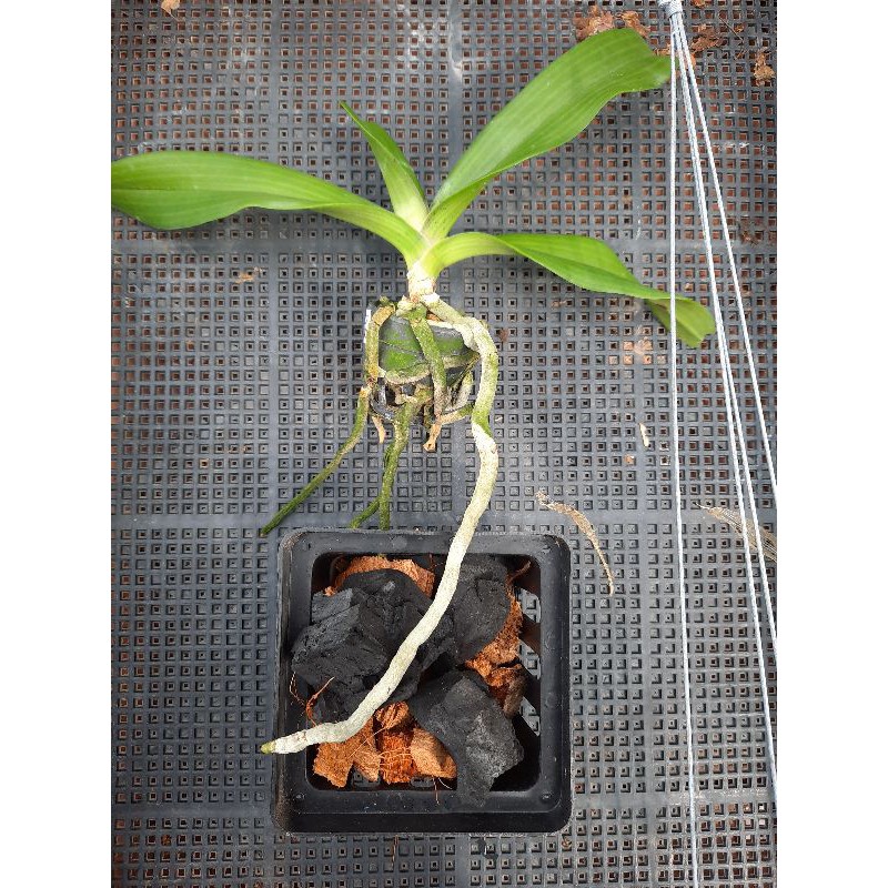 กล้วยไม้ช้างไม้นิ้วปลูกสำเร็จพร้อมกระถางเหลี่ยม 4 นิ้วและลวดแขวน - รูปที่ 4