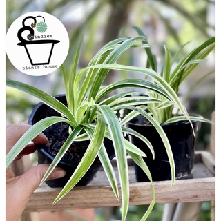 ว่านเศรษฐีเรือนนอก Spider Plant