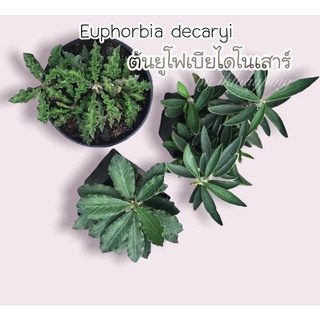 ต้นยูโฟเบียไดโนเสาร์ Euphorbia decaryi