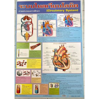 โปสเตอร์ ระบบไหลเวียนโลหิต No.9477 โปสเตอร์ภาพประกอบการศึกษา  โปสเตอร์การเรียนรู้ โปสเตอร์กระดาษ