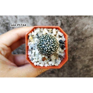 แคคตัส แอสโตรไฟตั้ม ซุปเปอร์คาบูโตะ (Astrophytum asterias super kabuto)