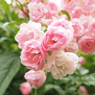 25เมล็ด เมล็ดกุหลาบ อังกฤษ พันธุ์เลื้อย สีชมพู กุหลาบหนู Rose seeds