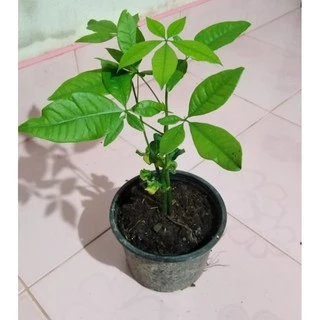 ต้นศุภโชค​ ไม้มงคล​ กระถางละ50บาท