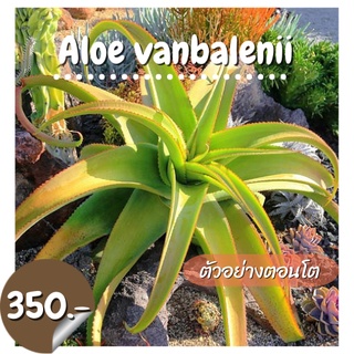 Aloe vanbalenii อะโลพันธุ์แท้ไม้เพาะเมล็ด #อะโล #Aloevanbalenii