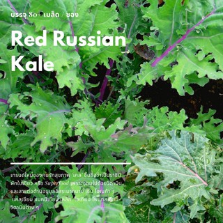 เมล็ดเคล Red Russian Kale