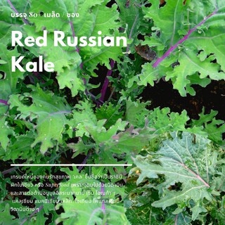 เมล็ดเคล Red Russian Kale