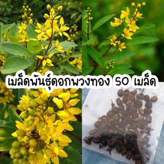 เมล็ดพันธุ์ต้นพวงทอง ต้นไม้มงคล 50 เมล็ด