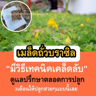 ถั่วบราซิล 2500 เมล็ด   (เมล็ดพันธุ์ถั่วบราซิล )