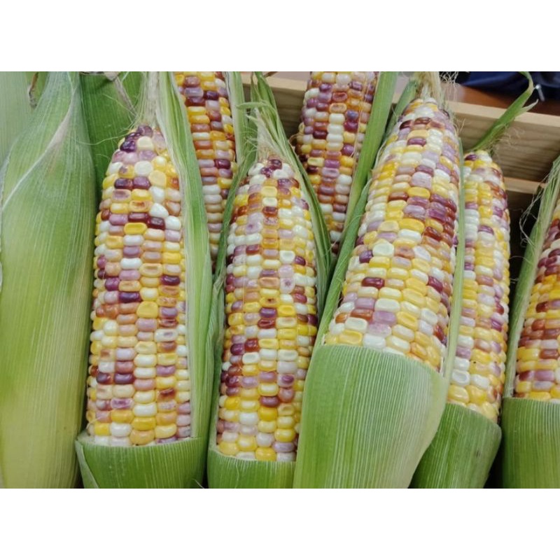 เมล็ดพันธุ์ข้าวโพดข้าวเหนียว3สี บรรจุ200เมล็ด (ซื้อ3แถม1)