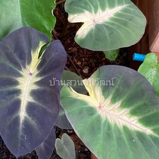 โคโลคาเซีย ทรอปิคอลสตอม หรือเจ้าพายุ Colocasia Tropical Storm (ชำแล้วส่งทั้งกระถาง)